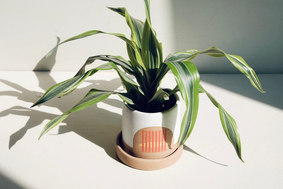 Planter with Drainage Hole and Tray