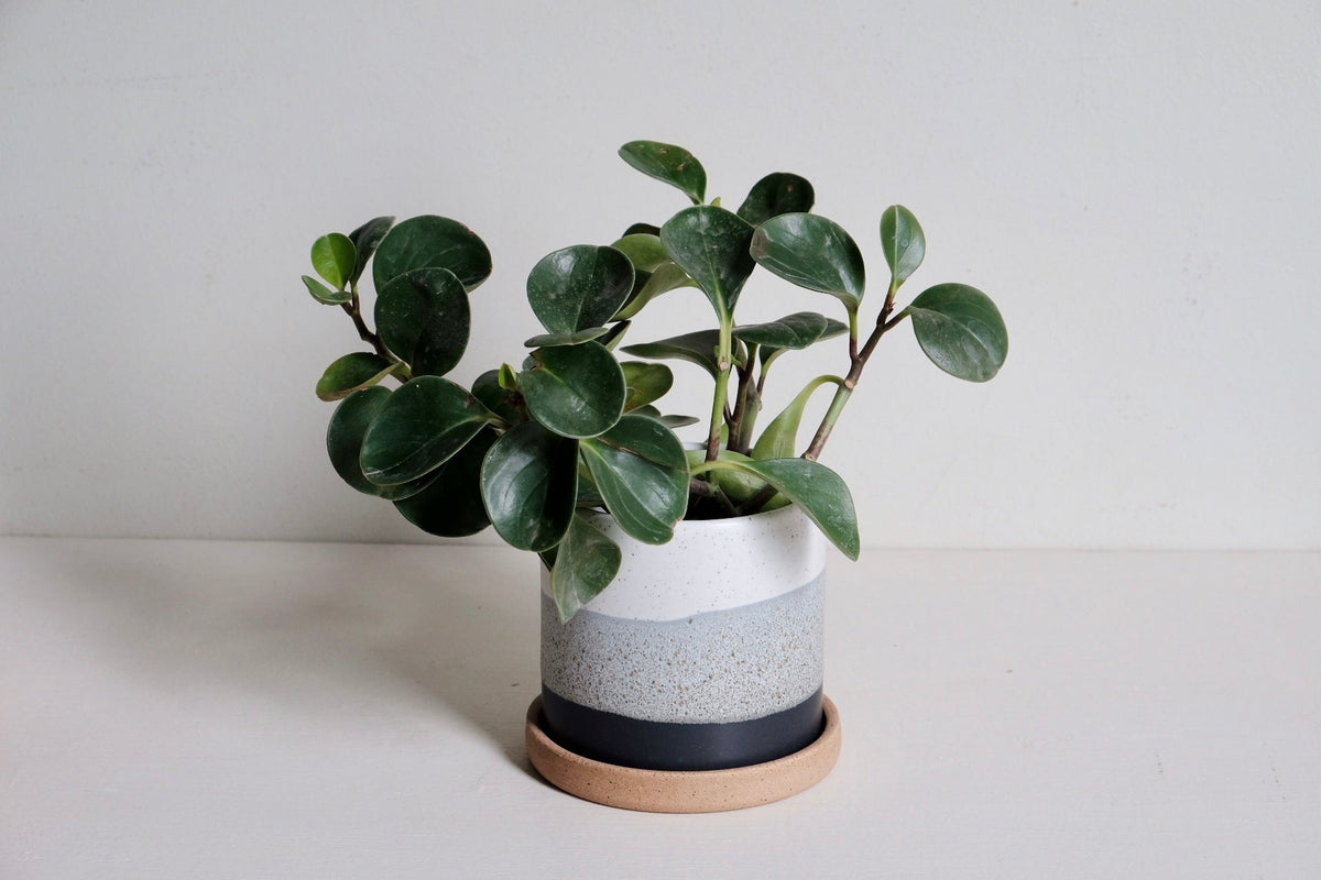 Planter with Drainage Hole and Tray
