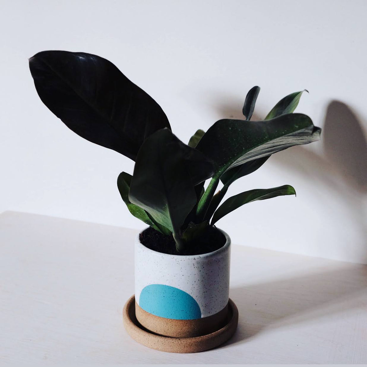Planter with Drainage Hole and Tray